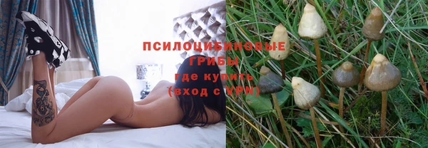 шишки Няндома